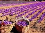 خراسان شمالی سومین استان تولید کننده زعفران در کشور است 