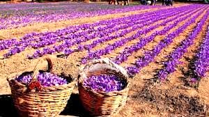 خراسان شمالی سومین استان تولید کننده زعفران در کشور است 