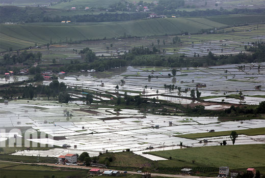 شالیزارهای روستای دودانگه در مازندران 