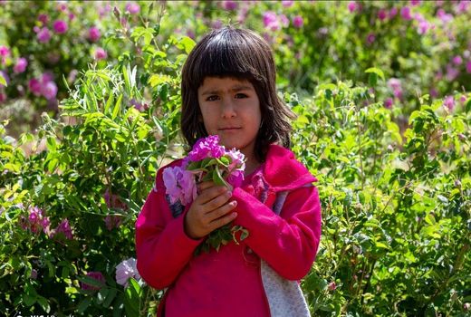 برداشت گل‌محمدی - چلیچه