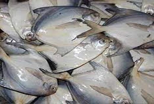 ممنوعیت صید حلوا سفید در خوزستان