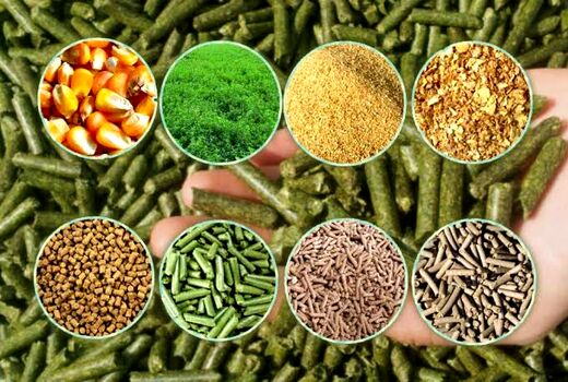 خوراک ایمن، دام سالم