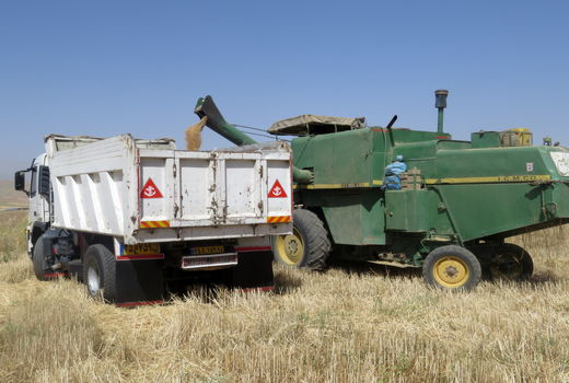 پایان برداشت گندم وجو در چرداول