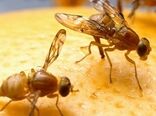 موفقیت حفظ نباتات در مبارزه با طغیان مگس مدیترانه‌ای/ باغداران محصولات آفت‌زده را دفن کنند