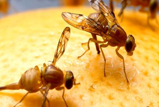 موفقیت حفظ نباتات در مبارزه با طغیان مگس مدیترانه‌ای/ باغداران محصولات آفت‌زده را دفن کنند