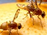 موفقیت حفظ نباتات در مبارزه با طغیان مگس مدیترانه‌ای/ باغداران محصولات آفت‌زده را دفن کنند