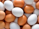 تولید 900 تن تخم مرغ سنتی در استان بوشهر