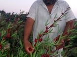 ترویج کشت چای ترش با توزیع بذر رایگان