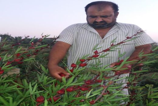 ترویج کشت چای ترش با توزیع بذر رایگان