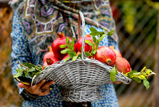 برداشت انار از باغات ارسنجان فارس  