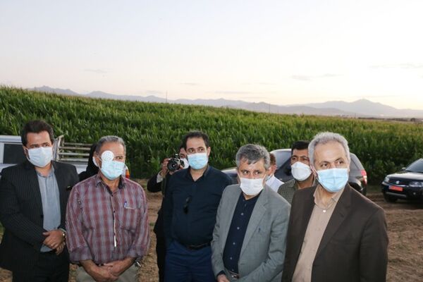 کشت قراردادی کمبود کود و نقدینگی کشاورزان را رفع می کند