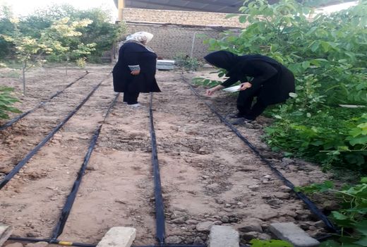 5 سایت فعال تولید سبزی سالم در شهرستان آبیک فعال است