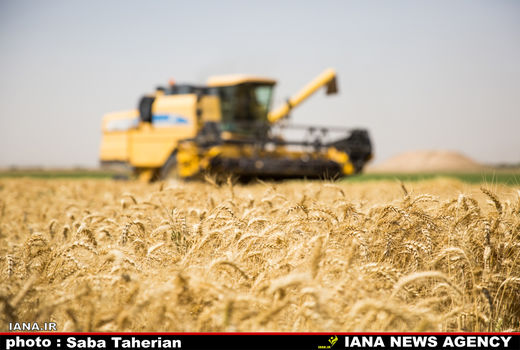 نرخ تضمینی 1470تومانی هزینه‌های تولید را هم پوشش نمی‌دهد