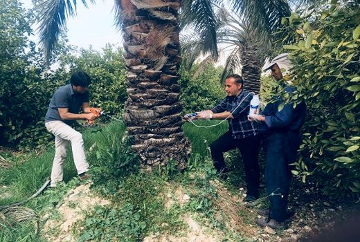 آغاز تزریق سم به نخیلات آلوده در قیروکارزین 