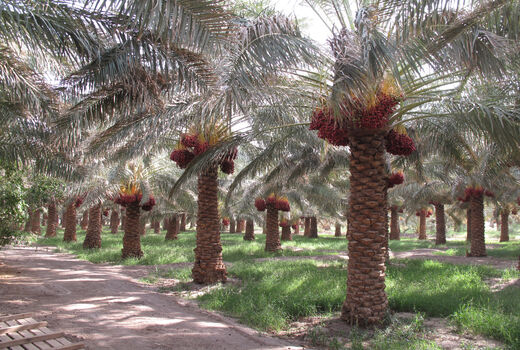 برداشت بیش از 250 هزار تن خرما در سیستان و بلوچستان