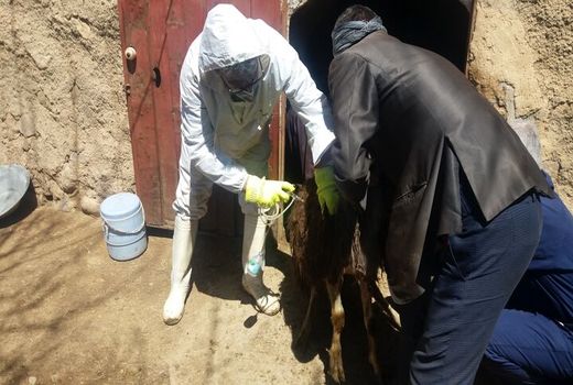 دام‌های قزوین یک میلیون و ۷۴۷ هزار نوبت واکسینه شدند