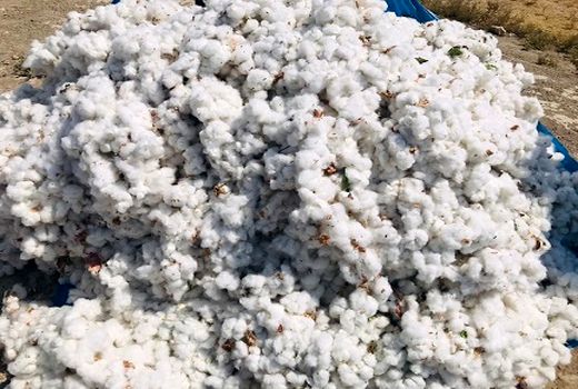 آغاز برداشت پنبه از مزارع گرمسار 