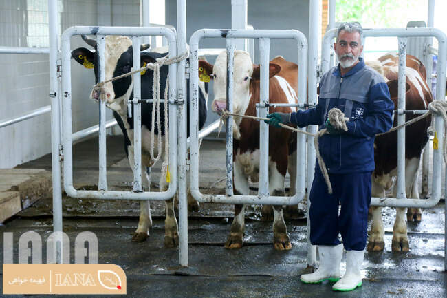 مرکز تولید مواد ژنتیکی گاوهای شیری و گوشتی ایران