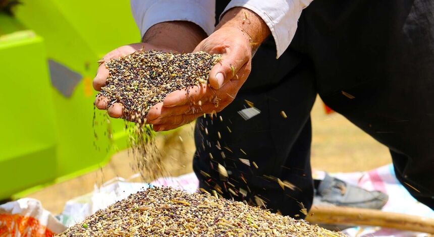 ۷۸ هزار تن دانه کلزا خریداری شد