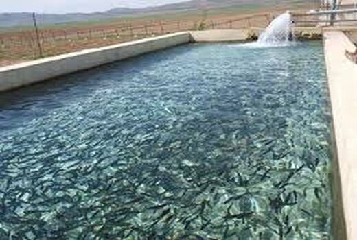 ۱۱ هزار حلقه چاه و استخر برای توسعه آبزی‌پروری در بوشهر شناسایی شد