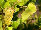 آغاز برداشت انگور از تاکستان‌های اردبیل