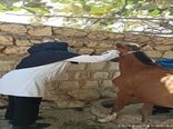 اجرای تست مالئیناسیون در شهرستان هلیلان
