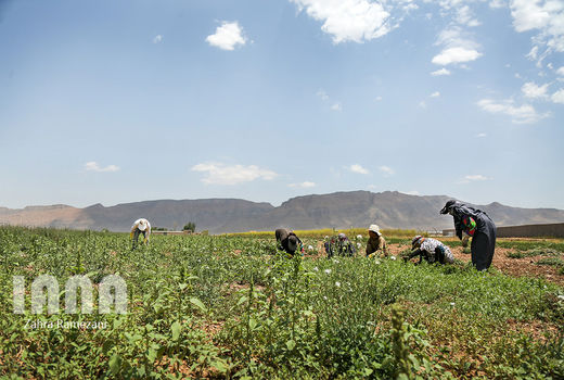 نرخ ارز صادرات گیاهان دارویی را باصرفه کرده است