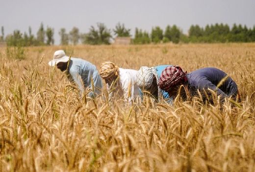 برگزاری ۶ هزار روز مزرعه با محوریت کشاورزان مرجع/ ۵۲۰۰ سازه ترویجی در کشور فعال است