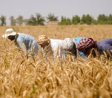 برگزاری ۶ هزار روز مزرعه با محوریت کشاورزان مرجع/ ۵۲۰۰ سازه ترویجی در کشور فعال است