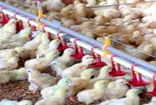 شکستن رکورد جوجه‌ریزی در صنعت مرغداری نوین کهگیلویه و بویراحمد برای نخستین بار