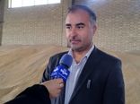 تسویه کامل مطالبات کلزاکاران آذربایجان‌غربی/ پرداخت ۱۵۶ میلیارد تومان به کشاورزان