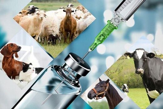  واردکنندگان داروهای دامپزشکی موفق به دریافت ارز نشده‌اند