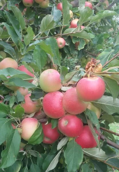 "گالا" و "چهار" محصول جدید از باغ های مرودشت 