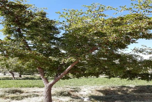 برداشت محصول عناب در شهرستان نهبندان 