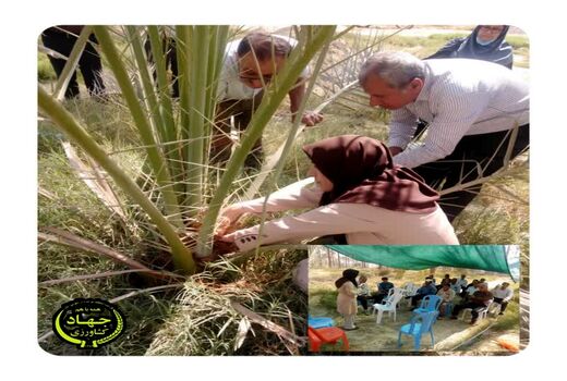 کارگاه آموزشی ترویجی کانون یادگیری به زراعی نخیلات برگزار شد