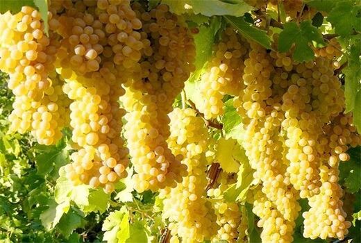 راه اندازی خط تولید کنسانتره نیاز اساسی انگور خراسان‌شمالی