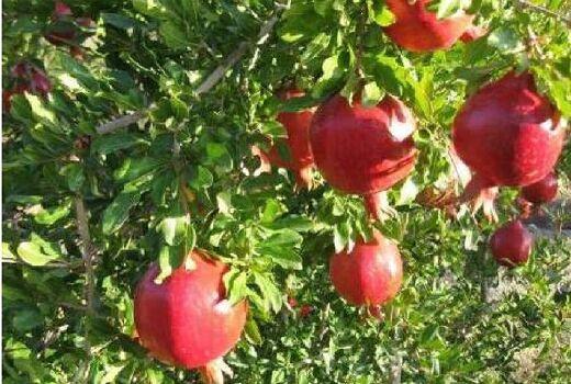 آغاز برداشت طلای سرخ از ۵۰ هکتار مزارع فریدن