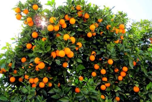 بیش از ۲ هزار تن مرکبات از باغات قصرشیرین برداشت شد