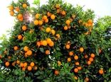 بیش از ۲ هزار تن مرکبات از باغات قصرشیرین برداشت شد