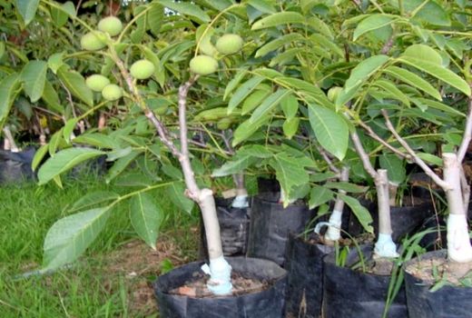  تولید۳۰۰ هزار اصله نهال گردوی پیوندی در خراسان شمالی 