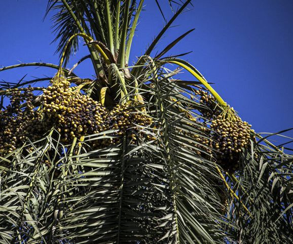 عارضه پژمردگی خوشه در کمین نخیلات استان بوشهر