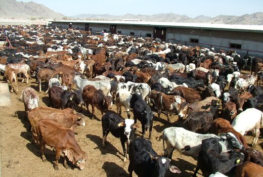 آغاز واکسیناسیون یک میلیون 826هزار راس دام علیه بیماری تب برفکی