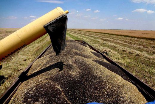 برداشت سه هزار تن کلزا از مزارع استان قزوین