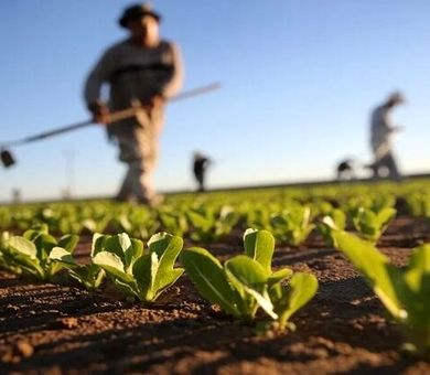 خراسان رضوی؛ قلب تپنده کشاورزی ایران