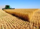 بیجار قطب تولید گندم در استان/سرمایه گذاران بخش کشاورزی حمایت می شوند

