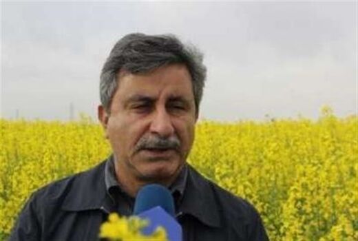 پیش یبنی رشد 7 برابری تولید کلزا در کشور