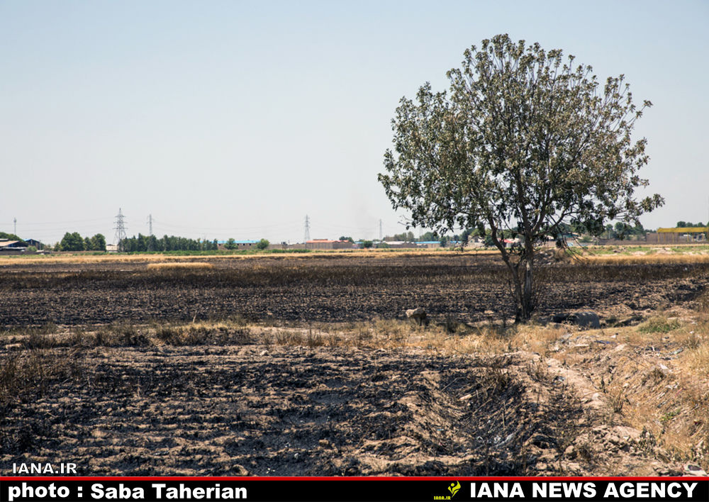 مزرعه سوخته