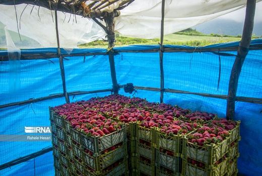 بهره‌برداری ۱۴۸ پروژه به مناسبت هفته جهاد کشاورزی 