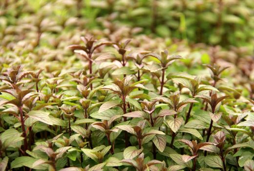 توزیع ۳۵۰ هزار نشاء گیاهان دارویی در چهارمحال و بختیاری