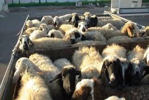 نظارت بر خودروهای حامل دام در خراسان شمالی شدت گرفت